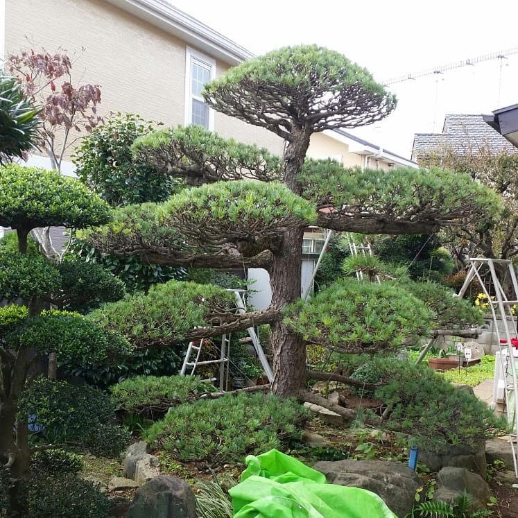 和風庭園の剪定の施工写真