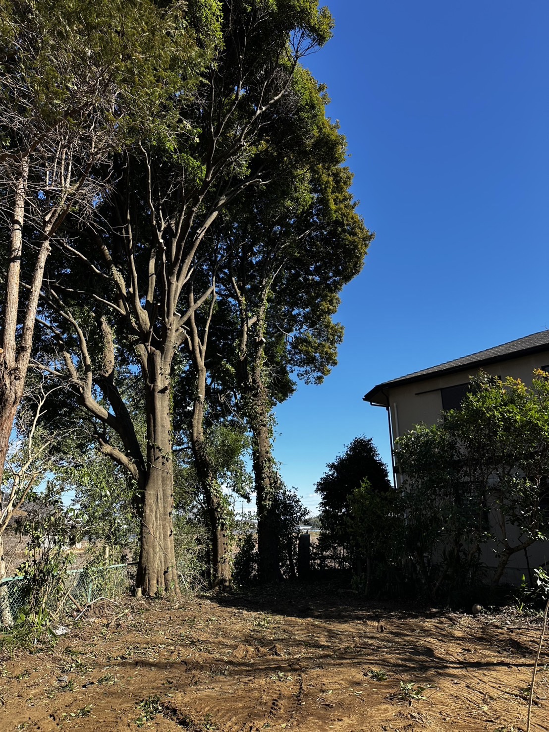 高木伐採後の施工写真