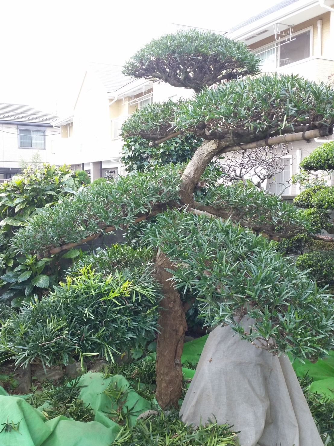 透かし剪定の別角度の施工写真