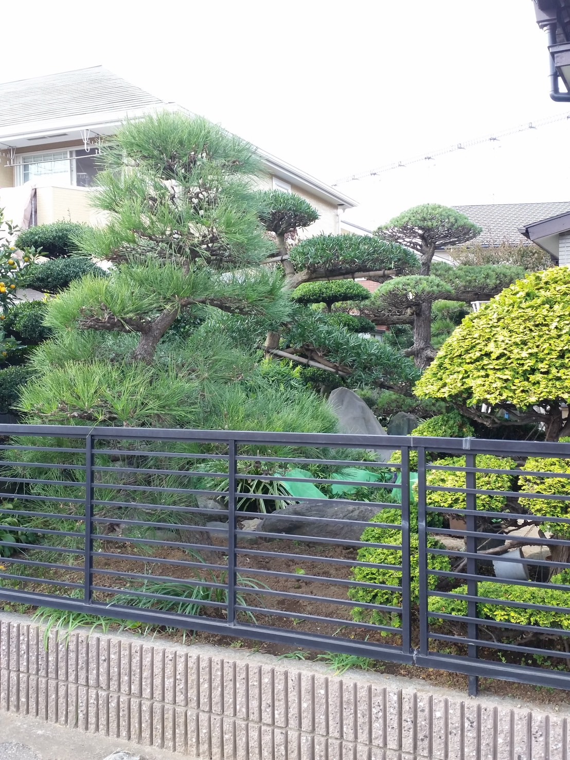 流山市で行った透かし剪定の施工写真