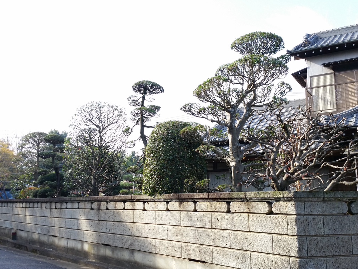 前庭の松剪定の施工写真