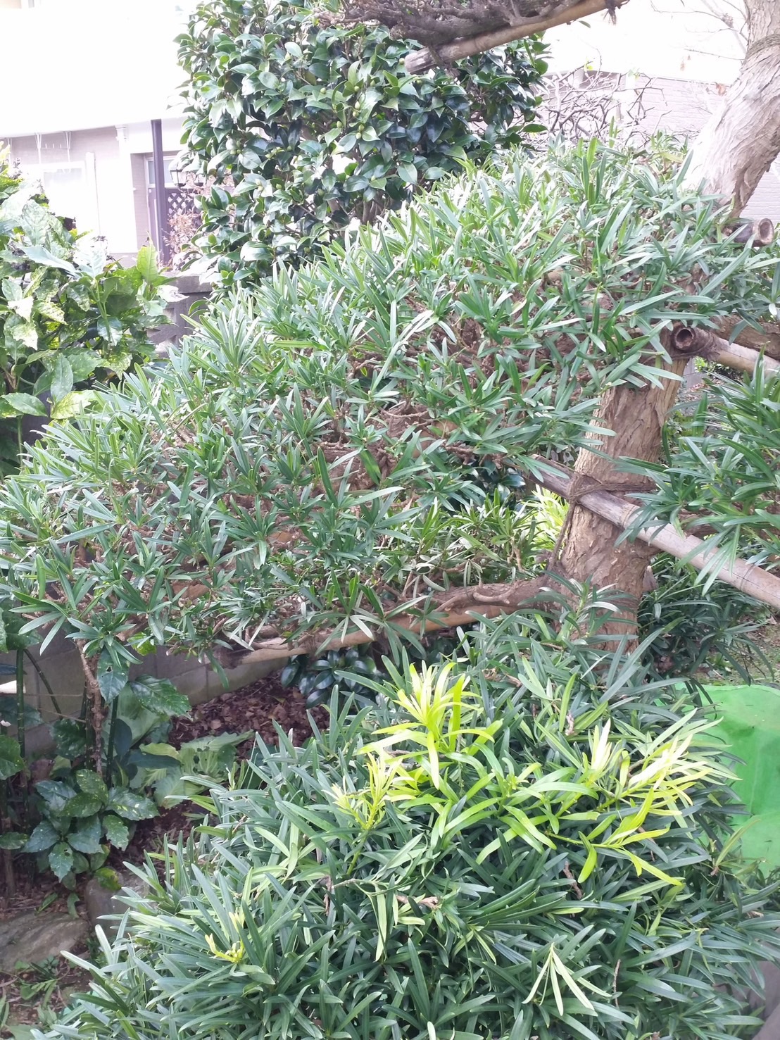 和風庭園の庭木剪定の施工写真