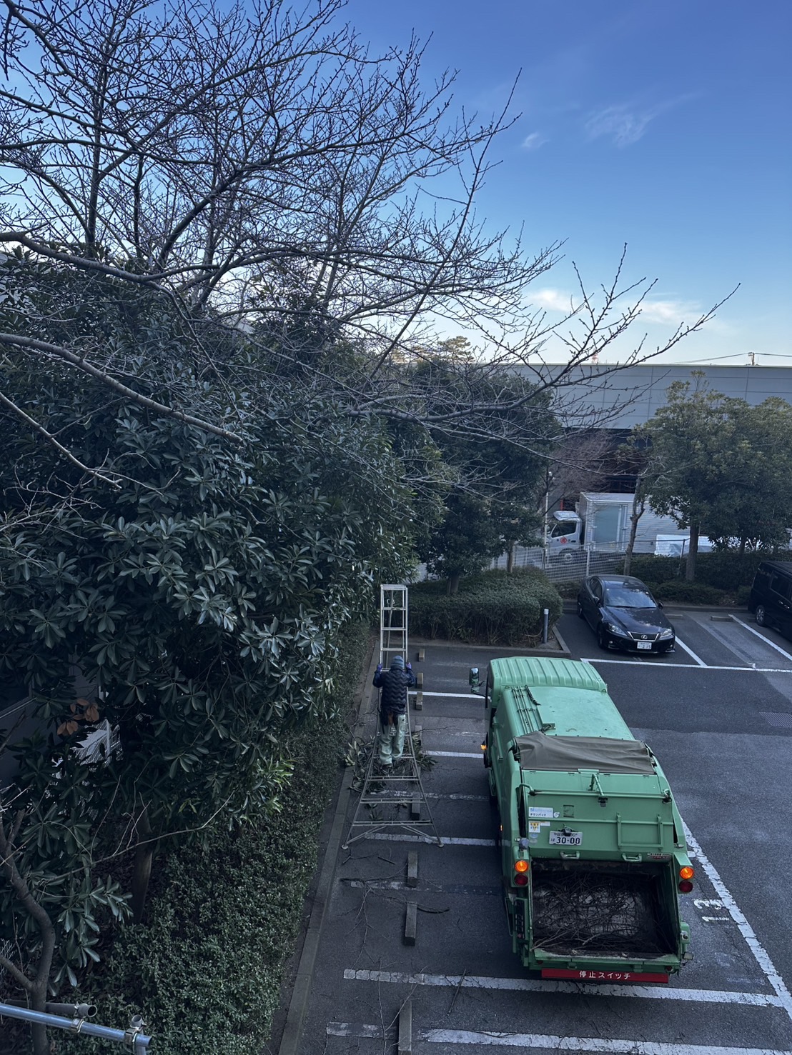 高所作業を伴う伐採の施工中写真